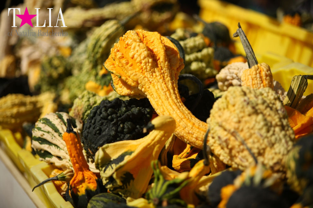 Кукурузный лабиринт и катание в бочках в HANK'S PUMPKINTOWN, the Hamptons, NY